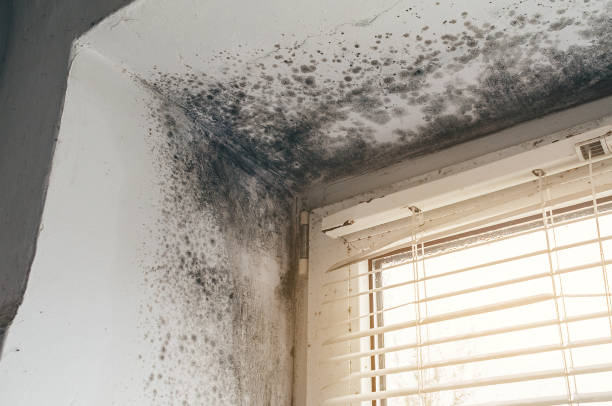 Affordable Black Mold Remediation solutions in Finksburg, MD